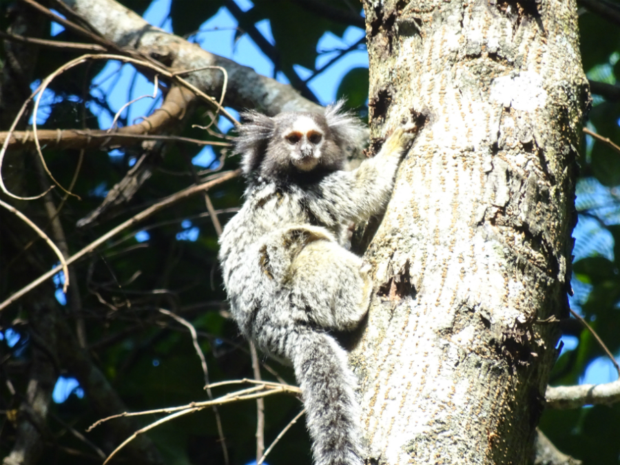 sagui