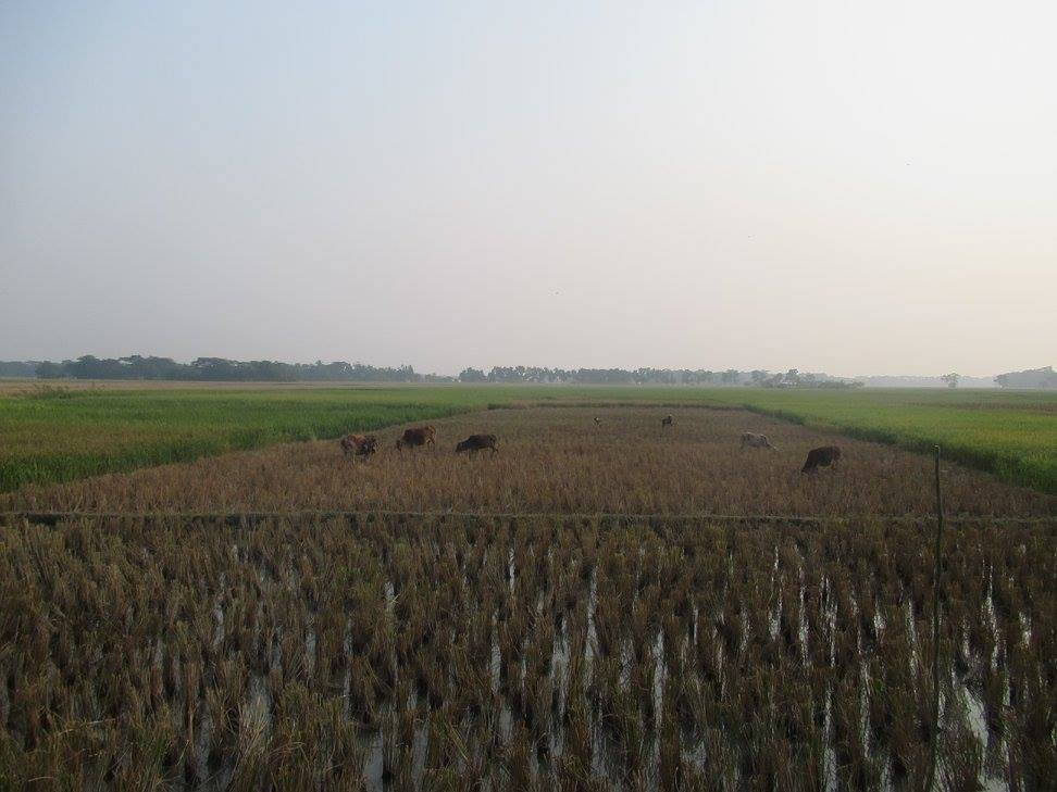 Barisal area
