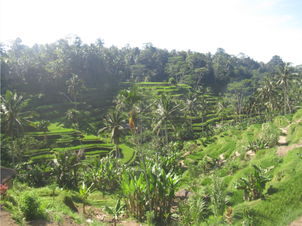 rice fields