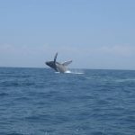 Wales tour in Las Perlas Islands