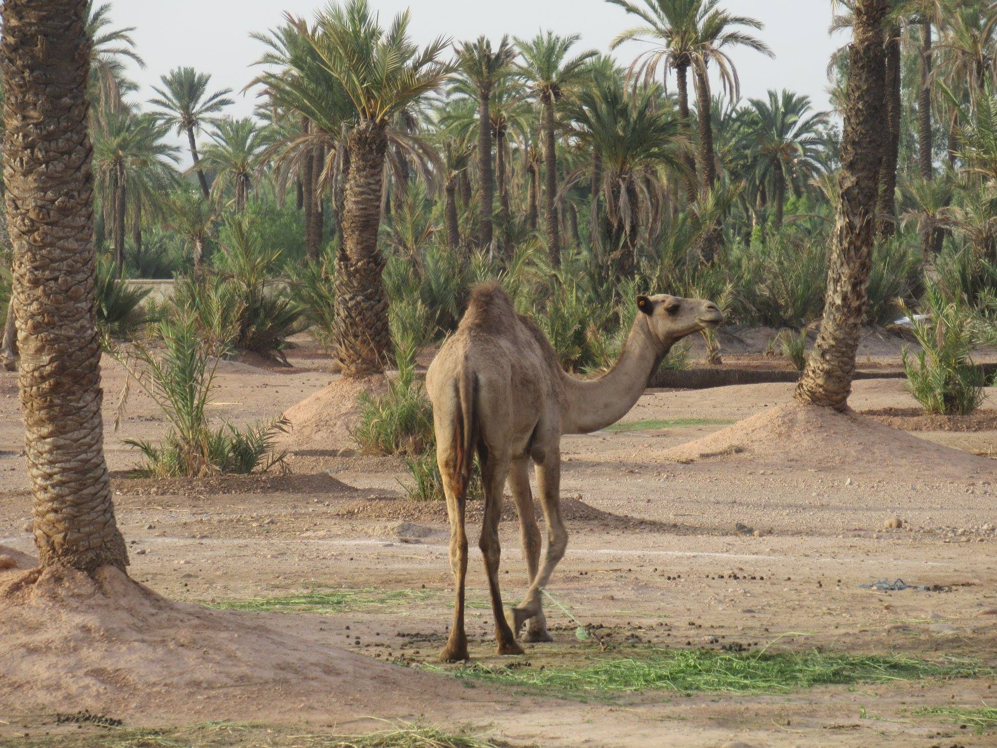 Best of Morocco