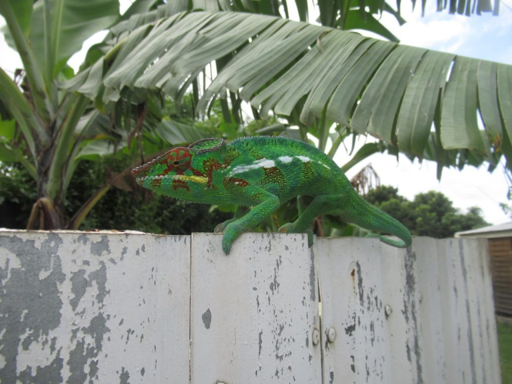La reunion